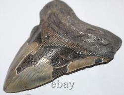 MEGALODON Shark Tooth Fossil No Repair Natural 6.18 HUGE BEAUTIFUL TOOTH