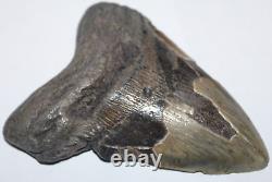 MEGALODON Shark Tooth Fossil No Repair Natural 6.18 HUGE BEAUTIFUL TOOTH
