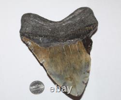 MEGALODON Shark Tooth Fossil No Repair Natural 6.18 HUGE BEAUTIFUL TOOTH