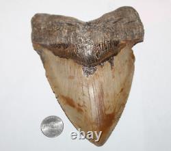 MEGALODON Shark Tooth Fossil No Repair Natural 6.19 HUGE BEAUTIFUL TOOTH