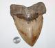 Megalodon Shark Tooth Fossil No Repair Natural 6.19 Huge Beautiful Tooth