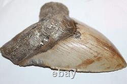 MEGALODON Shark Tooth Fossil No Repair Natural 6.19 HUGE BEAUTIFUL TOOTH