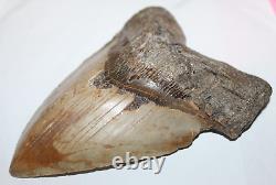 MEGALODON Shark Tooth Fossil No Repair Natural 6.19 HUGE BEAUTIFUL TOOTH