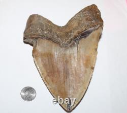 MEGALODON Shark Tooth Fossil No Repair Natural 6.19 HUGE BEAUTIFUL TOOTH