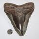 Megalodon Shark Tooth Fossil No Repair Natural 6.33 Huge Beautiful Tooth