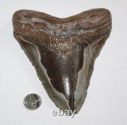 MEGALODON Shark Tooth Fossil No Repair Natural 6.33 HUGE BEAUTIFUL TOOTH