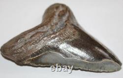 MEGALODON Shark Tooth Fossil No Repair Natural 6.33 HUGE BEAUTIFUL TOOTH