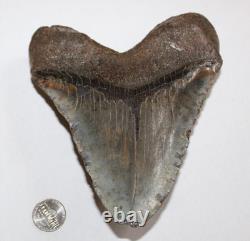 MEGALODON Shark Tooth Fossil No Repair Natural 6.33 HUGE BEAUTIFUL TOOTH