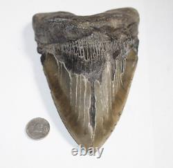 MEGALODON Shark Tooth Fossil No Repair Natural 6.41 HUGE BEAUTIFUL TOOTH