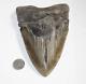 Megalodon Shark Tooth Fossil No Repair Natural 6.41 Huge Beautiful Tooth