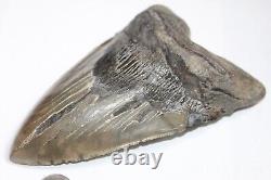 MEGALODON Shark Tooth Fossil No Repair Natural 6.41 HUGE BEAUTIFUL TOOTH