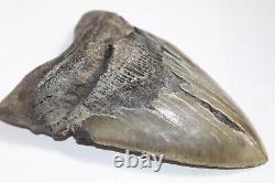 MEGALODON Shark Tooth Fossil No Repair Natural 6.41 HUGE BEAUTIFUL TOOTH
