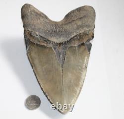 MEGALODON Shark Tooth Fossil No Repair Natural 6.41 HUGE BEAUTIFUL TOOTH