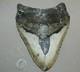 Megalodon Shark Tooth Fossil No Repair Natural 6.45 Huge Beautiful Tooth