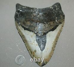 MEGALODON Shark Tooth Fossil No Repair Natural 6.45 HUGE BEAUTIFUL TOOTH