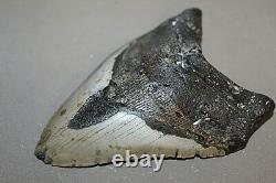 MEGALODON Shark Tooth Fossil No Repair Natural 6.45 HUGE BEAUTIFUL TOOTH