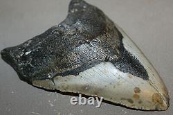 MEGALODON Shark Tooth Fossil No Repair Natural 6.45 HUGE BEAUTIFUL TOOTH