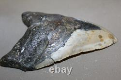 MEGALODON Shark Tooth Fossil No Repair Natural 6.45 HUGE BEAUTIFUL TOOTH