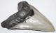Megalodon Shark Tooth Fossils No Repair Natura 5.67 Huge Commercial Grade