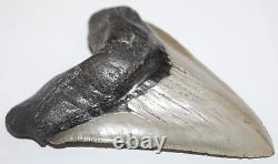 MEGALODON Shark Tooth Fossils No Repair Natura 5.67 HUGE COMMERCIAL GRADE