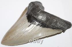 MEGALODON Shark Tooth Fossils No Repair Natura 5.67 HUGE COMMERCIAL GRADE