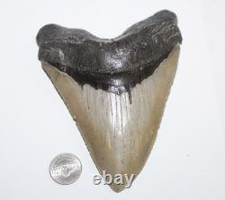 MEGALODON Shark Tooth Fossils No Repair Natura 5.67 HUGE COMMERCIAL GRADE