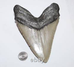 MEGALODON Shark Tooth Fossils No Repair Natura 5.67 HUGE COMMERCIAL GRADE