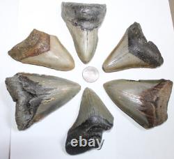 MEGALODON Shark Tooth Fossils No Repair Natural LOT OF 6 BEAUTIFUL TEETH