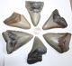 Megalodon Shark Tooth Fossils No Repair Natural Lot Of 6 Beautiful Teeth