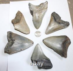 MEGALODON Shark Tooth Fossils No Repair Natural LOT OF 6 BEAUTIFUL TEETH