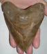 Megalodon Shark Tooth Large 5 7/8 Slant X 5 1/2 H X 4 1/2 W 15+ Oz Jaw Fossil