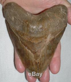 MEGALODON Shark Tooth LARGE 5 7/8 Slant x 5 1/2 H x 4 1/2 W 15+ Oz JAW FOSSIL