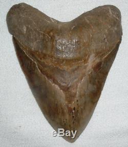 MEGALODON Shark Tooth LARGE 5 7/8 Slant x 5 1/2 H x 4 1/2 W 15+ Oz JAW FOSSIL