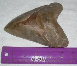 MEGALODON Shark Tooth LARGE 5 7/8 Slant x 5 1/2 H x 4 1/2 W 15+ Oz JAW FOSSIL