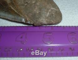 MEGALODON Shark Tooth LARGE 5 7/8 Slant x 5 1/2 H x 4 1/2 W 15+ Oz JAW FOSSIL