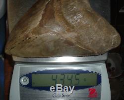 MEGALODON Shark Tooth LARGE 5 7/8 Slant x 5 1/2 H x 4 1/2 W 15+ Oz JAW FOSSIL