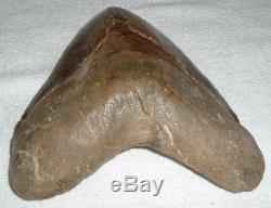 MEGALODON Shark Tooth LARGE 5 7/8 Slant x 5 1/2 H x 4 1/2 W 15+ Oz JAW FOSSIL