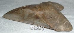 MEGALODON Shark Tooth LARGE 5 7/8 Slant x 5 1/2 H x 4 1/2 W 15+ Oz JAW FOSSIL