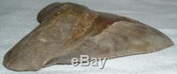 MEGALODON Shark Tooth LARGE 5 7/8 Slant x 5 1/2 H x 4 1/2 W 15+ Oz JAW FOSSIL