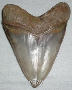 MEGALODON Shark Tooth LARGE 5 7/8 Slant x 5 1/2 H x 4 1/2 W 15+ Oz JAW FOSSIL