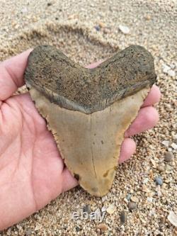 MEGALODON Shark Tooth. Large 5.09 Prehistoric Fossil! No Restorations