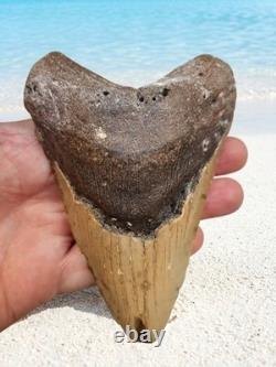 MEGALODON Shark Tooth! Large 5.33 Prehistoric Fossil. Beautiful Arched Root