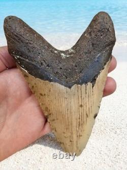 MEGALODON Shark Tooth! Large 5.33 Prehistoric Fossil. Beautiful Arched Root