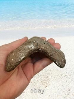 MEGALODON Shark Tooth! Large 5.33 Prehistoric Fossil. Beautiful Arched Root