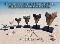 MEGALODON Shark Tooth! Large 5.33 Prehistoric Fossil. Beautiful Arched Root