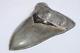 Megalodon Shark Tooth No Repair All Natural 5.47 Huge Museum Quality