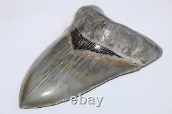 MEGALODON Shark Tooth NO Repair All Natural 5.47 HUGE MUSEUM QUALITY