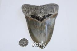 MEGALODON Shark Tooth NO Repair All Natural 5.47 HUGE MUSEUM QUALITY