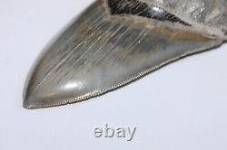MEGALODON Shark Tooth NO Repair All Natural 5.47 HUGE MUSEUM QUALITY