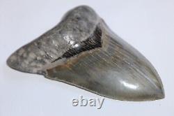MEGALODON Shark Tooth NO Repair All Natural 5.47 HUGE MUSEUM QUALITY